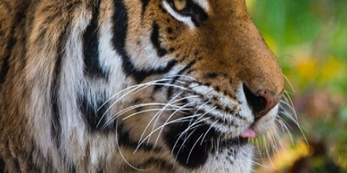 घरमा भित्र बाघ पसे पछि अछामका स्थानीय त्रसित