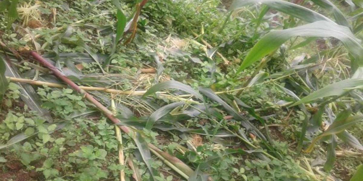 जङ्गली जनावरले अन्नबाली र तरकारी नष्ट गर्दा किसान चिन्तित