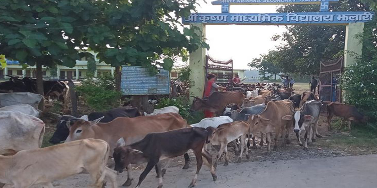 शुक्लाफाँटा नगरपालिकाले चौपाया व्यवस्थापनको टुंगोे लगायो