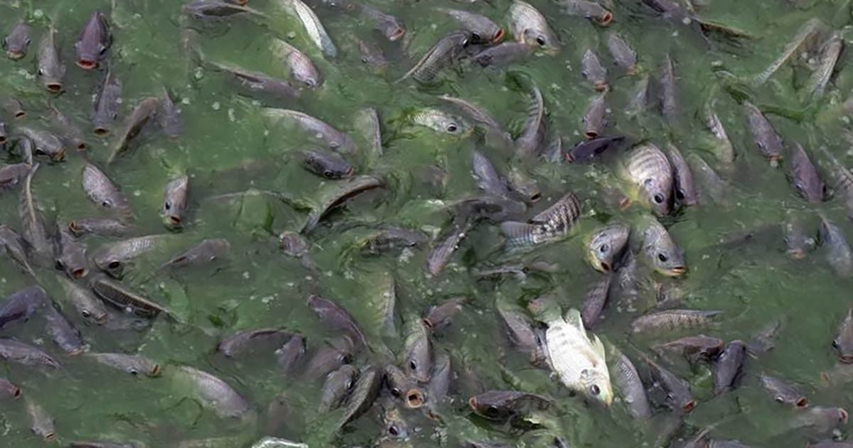 कञ्चनपुरमा धान खेतमा माछापालन गरेर चार महिनामा तीन लाख बढी आम्दानी