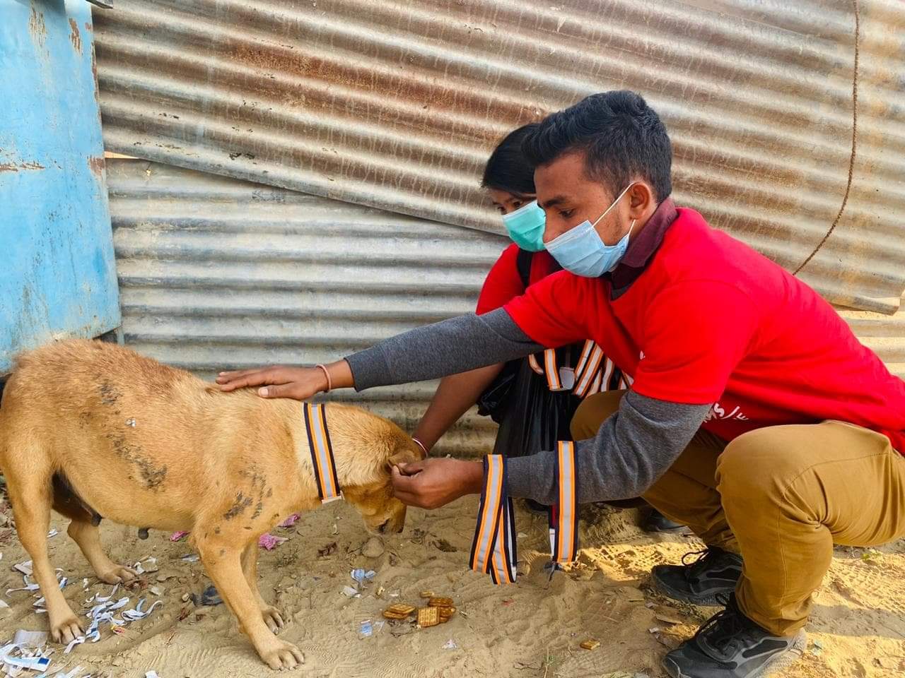 धनगढीमा ‘स्ट्रीट पव्ज’द्वारा सडक कुकुरलाई बिस्कुट,पाउरोटी खुवाउदै लाईट बेल्ट बाध्यो
