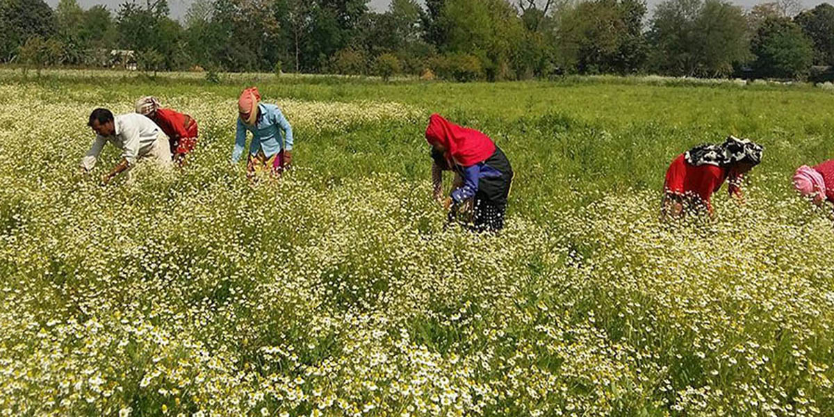 कञ्चनपुरमा उत्पादित सुगन्धित क्यामोमाइल तेलले पाएन बजार