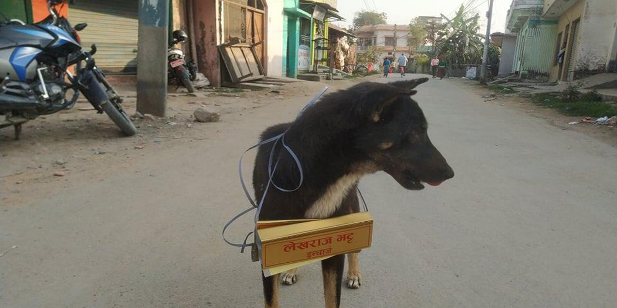 लेखराज भट्टको ‘नेम प्लेट’ कुकुरको घाँटीमा…