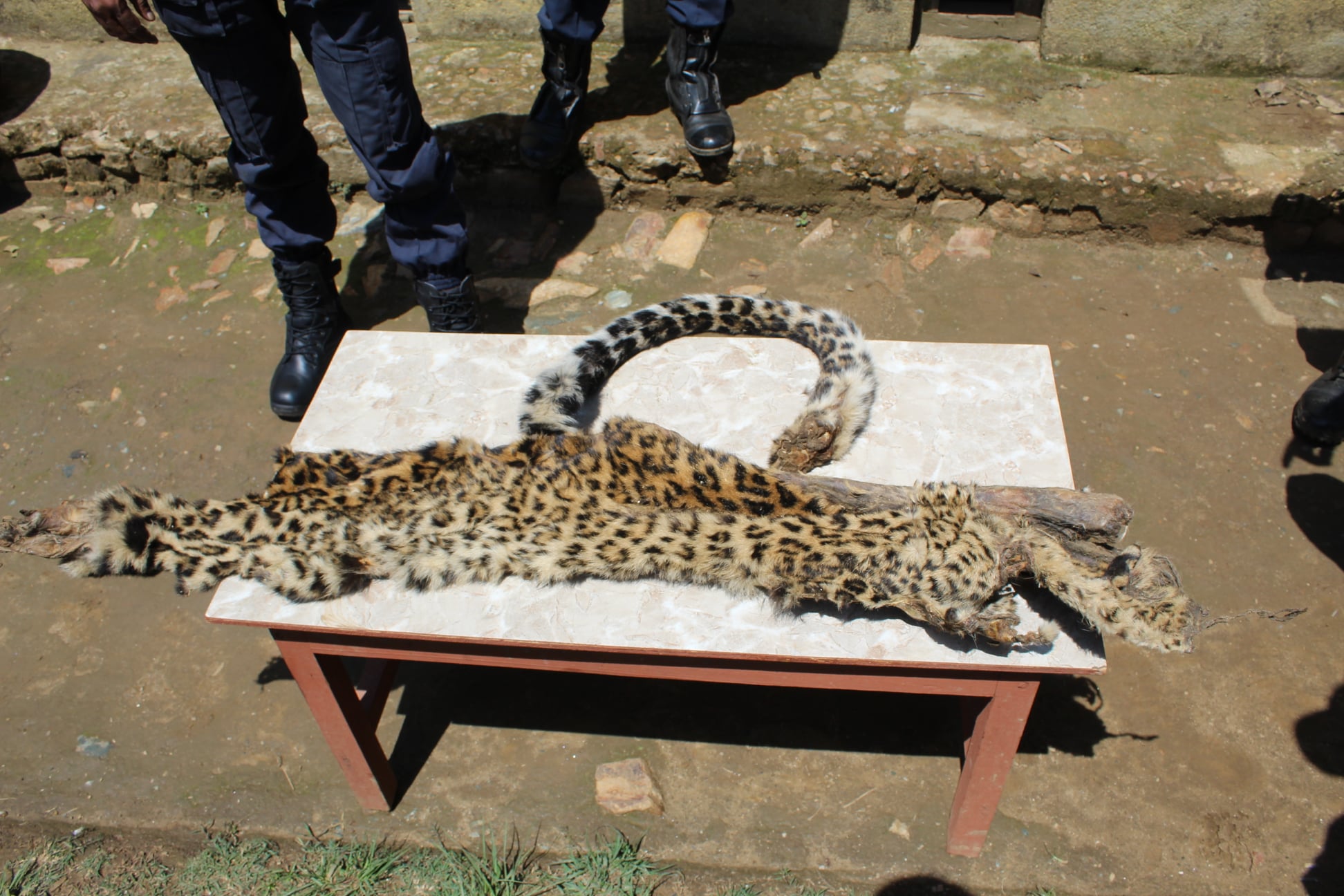 अछाममा चितुवाको छाला सहित १ जना नियन्त्रणमा