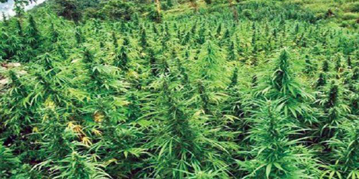 सुदूरपश्चिम प्रदेशमा गाँजा खेतीलाई वैधानिकता दिनुपर्ने माग
