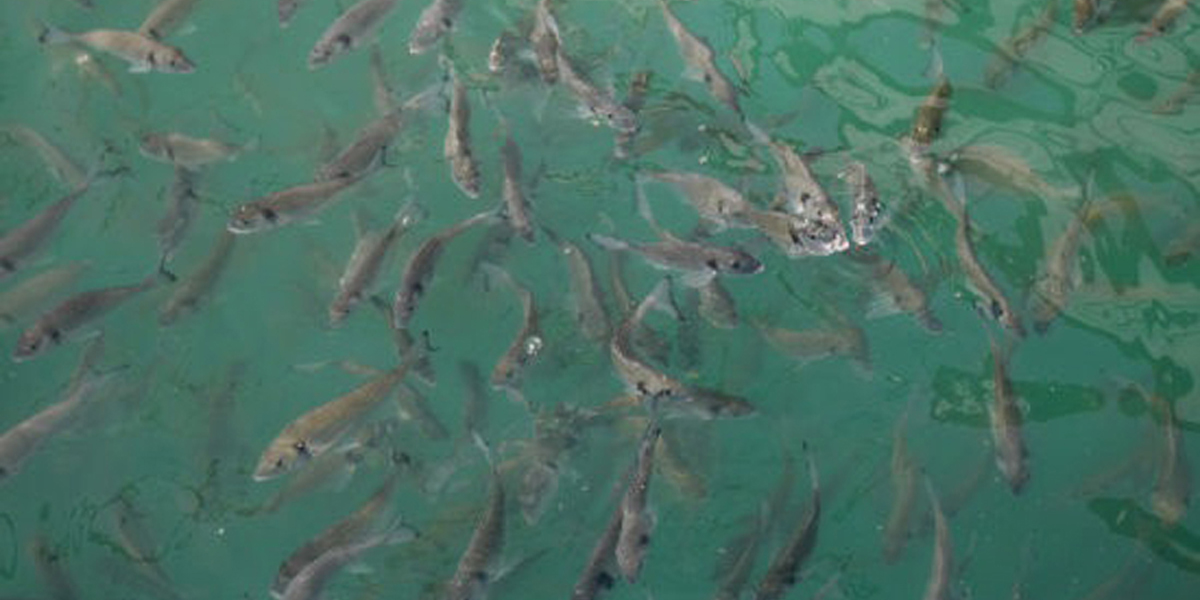 माछाका भुरा बिक्रीमा कमी आएपछि कञ्चनपुरका किसान चिन्तित